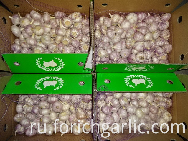 Normal White Garlic In Carton